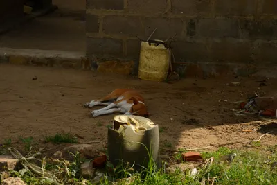 DSC_8110 (Large).JPG